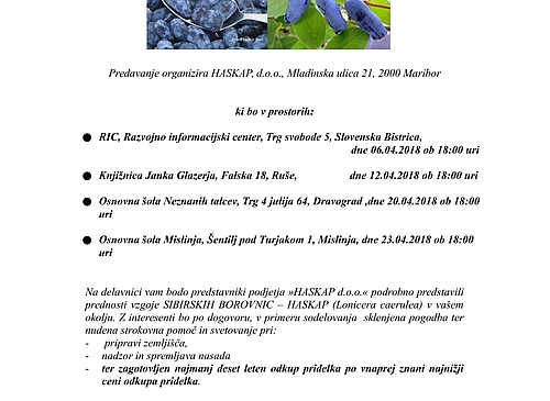 PRIDELAVA SIBIRSKE BOROVNICE - HASKAP.jpg